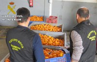 Investigadas cuatro personas por la sustracción y venta ilícita de 26.000 kilos de naranjas en Càrcer
