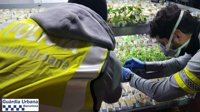 La Guardia Urbana detiene a un vecino de Barcelona por cultivar 550 plantas de marihuana