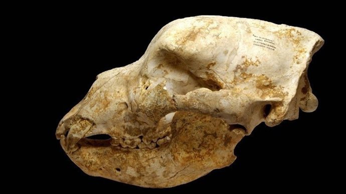 Craneo de la osa de Ranero