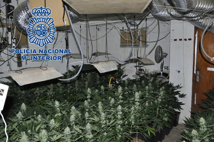 Marihuana intervenida en Sant Miquel de Fluvià
