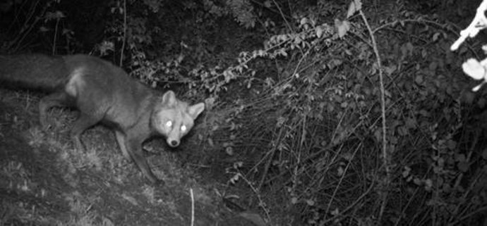 Imagen captada de un zorro nocturno