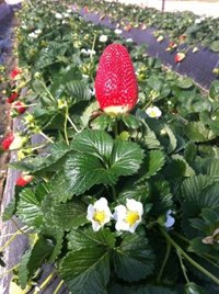 La producción de fresa en Huelva cae un 60% por las bajas temperaturas