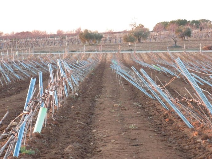 Daños de la nevada sobre viñas en espaldera 