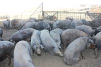 La Junta concluye que el 80% de las granjas de porcino en CyL tiene niveles de bioseguridad altos