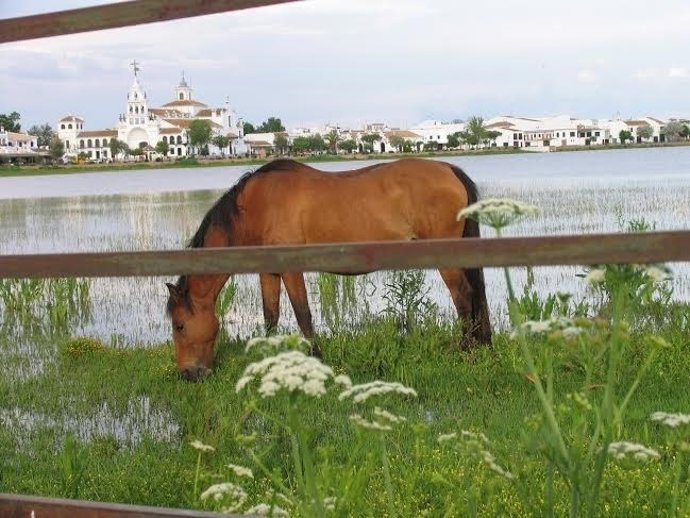 Marismas de El Rocío, en Huelva.