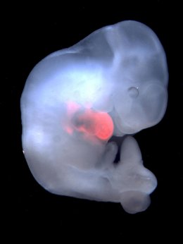 Integracin de células madre de una especie al inicio del desarrollo de otra