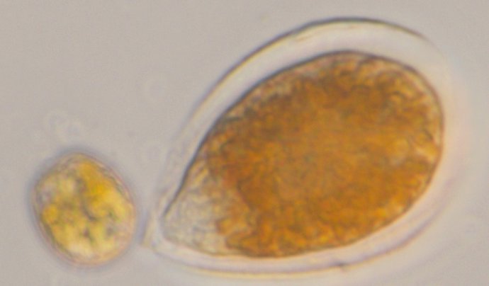 La Competencia Entre Especies De Microalgas Juega Un Papel Importante En La Form