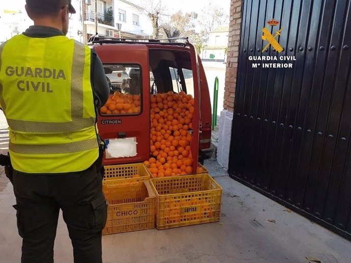 Las naranjas recuperadas por la Guardia Civil