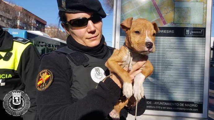 La Policía Municipal rescata a un cachorro son síntomas de maltrato