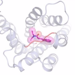 Cómo es la unión del LSD a un receptor de la serotonina