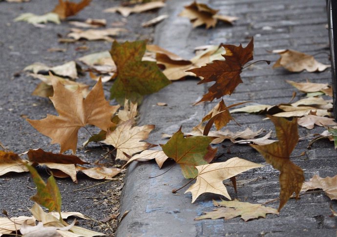 Recursos de viento, temporal, hojas, otoño