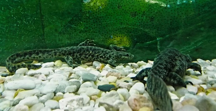 Gallipatos - Pleurodeles 