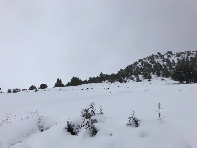 Nieve, nevada, frío, temporal