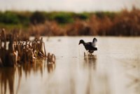 La Junta celebra el Día Mundial de los Humedales con actividades en los espacios naturales