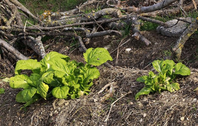 Agricultura, agricultor, agrícola, agrícolas, campo, campos, cultivos, cultivos