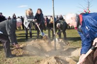 Un retoño del árbol de Gernika recuerda en Sartaguda a las víctimas de la guerra civil