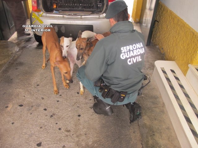 Perros rescatados por el Seprona