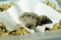Nace el primer pollo de la temporada en el centro de cría del quebrantahuesos en Jaén