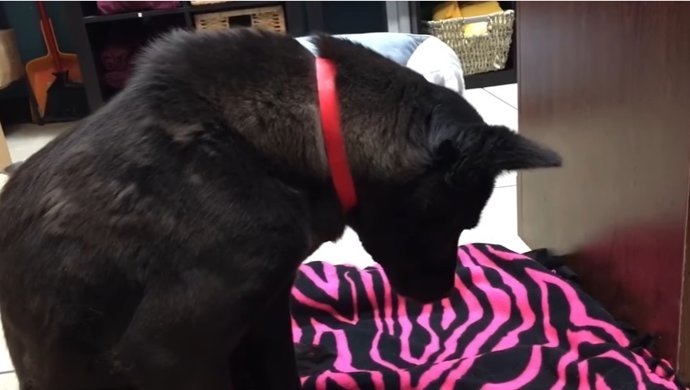 Esta perra duerme de pie acostumbrada a una jaula en la que no podía tumbarse