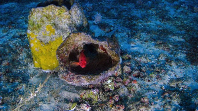 Arrecife de coral descubierto en el Amazonas y fotografiado por Greenpeace