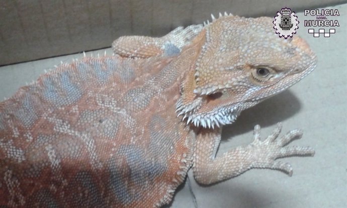 Patrulla Ecológica de Murcia recogen de la vía pública un dragón barbudo