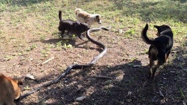 Perros vs cobra