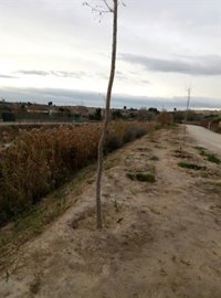 Ecologistas critica los trabajos de restauración ambiental realizados en el río Segura por Acuamed en Cieza