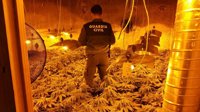 Encuentran 759 plantas de marihuana en una vivienda de Jayena (Granada)