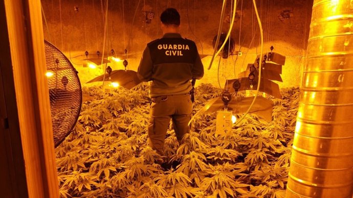 Operación contra el cultivo de marihuana en Jayena