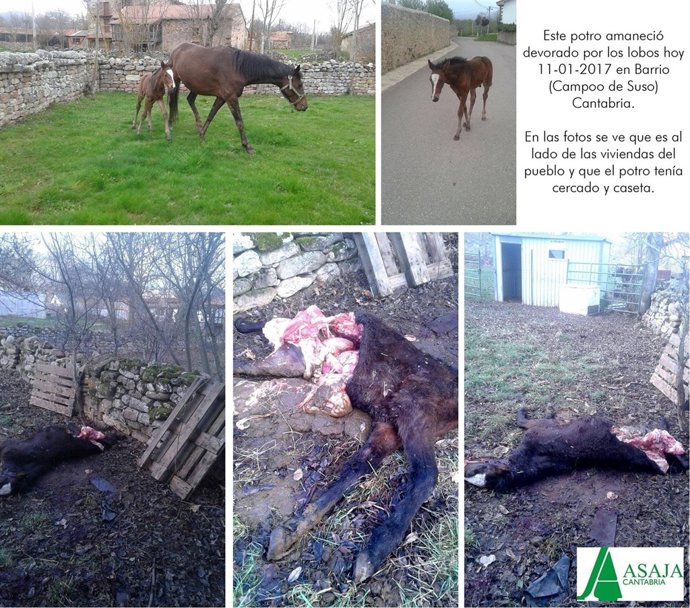 Ataque del lobo al potro