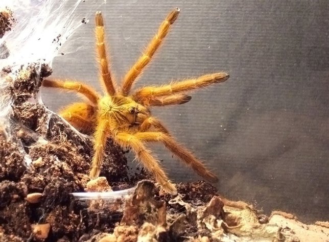 Ornithoctonus huwena