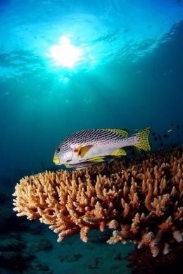 El calentamiento del océano afecta a los ecosistemas marinos, según la UICN
