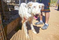 Piden 40 años de cárcel para el cazador de Villa del Prado acusado de maltratar a 55 perros