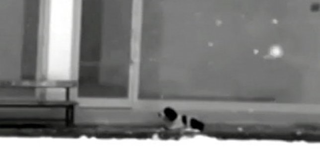 Perro callejero turquía