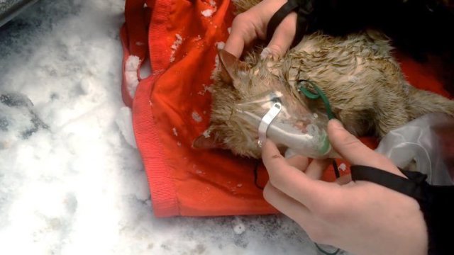 gato incendio mascarilla