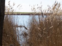 Life Humedales La Mancha recupera 300 hectáreas de orillas de lagunas en 10 pueblos de CLM