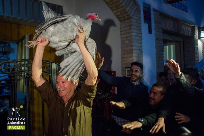 Un hombre muestra una pava, que en 2016 no se ha lanzado desde el campanario.