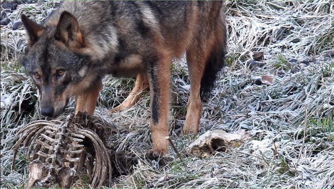 Nota De Prensa 02/02/2017 Los Daños De Lobo En Asturias Son Propiciados Por La A