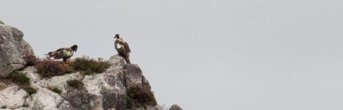 Ejemplares de Quebrantahuesos