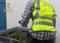 Detenidos dos individuos por robar presuntamente 350 kilos de alcachofa en Santomera