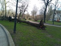 El viento derriba un árbol en el parque San Francisco de Oviedo