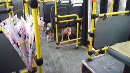 Conductor autobús perros