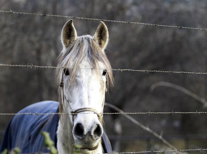 Animal, animales, caballo blanco, caballos, pastar, pastando, pasto, campo