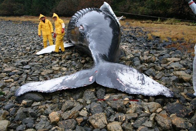 Cadáver de ballena embarrancada en Alaska