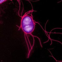 Nuevo mecanismo molecular contra las infecciones bacterianas