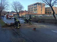 El viento derriba varios árboles en Burgos