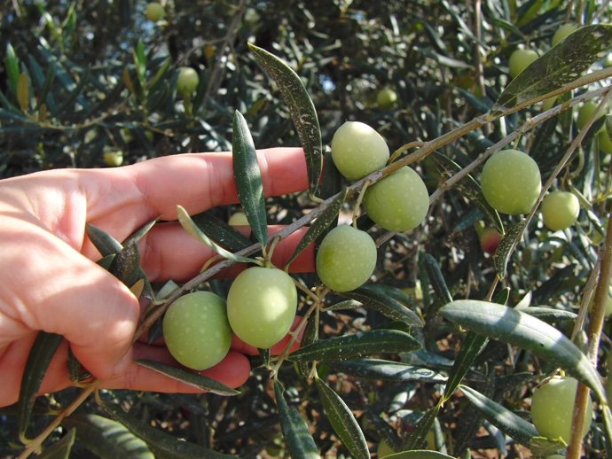 Aceituna Aloreña