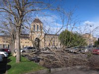 El viento derriba un árbol en el aparcamiento de la Universidad Laboral en Gijón