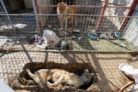 Los animales del zoo de Mosul se mueren del hambre atrapados en medio del conflicto