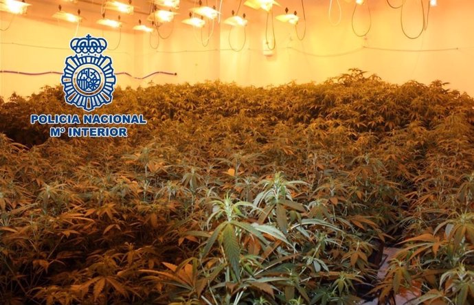 "La Policía Nacional Detiene A Dos Personas E Interviene 395 Plantas De Cannabis